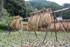 稲刈りが終わり