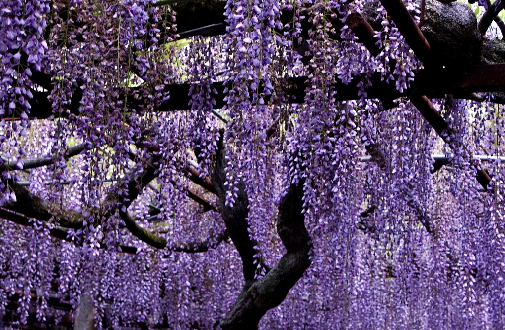 千年藤の花