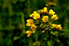 菜の花