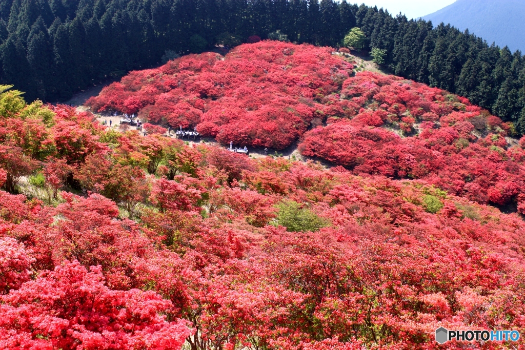 葛城山のつつじ