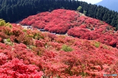 葛城山のつつじ