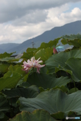 夏も終わり？