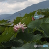 夏も終わり？