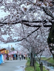 お花見1