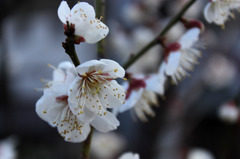 梅の花　4