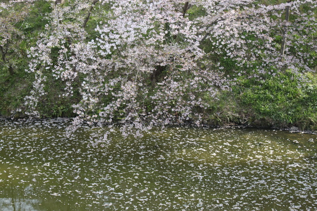 桜　3