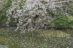 桜　3