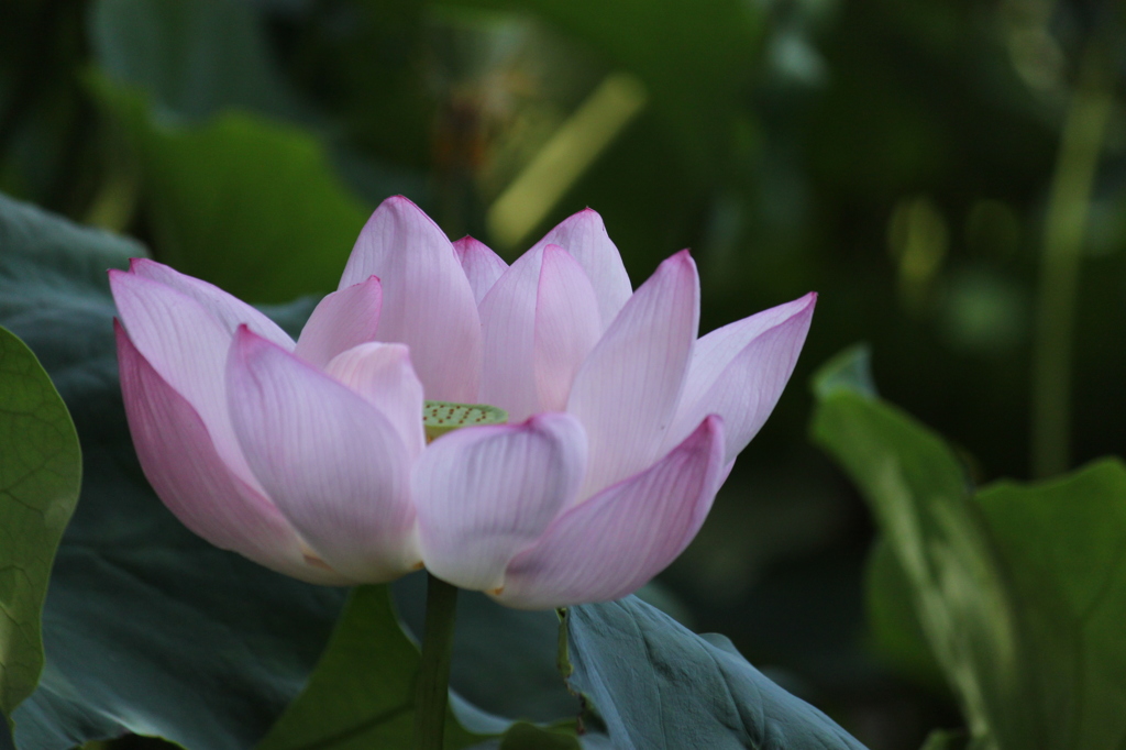 ハスの花