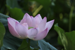 ハスの花