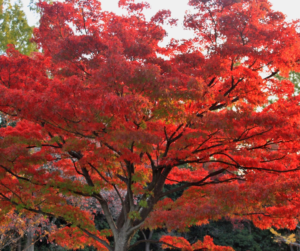紅葉