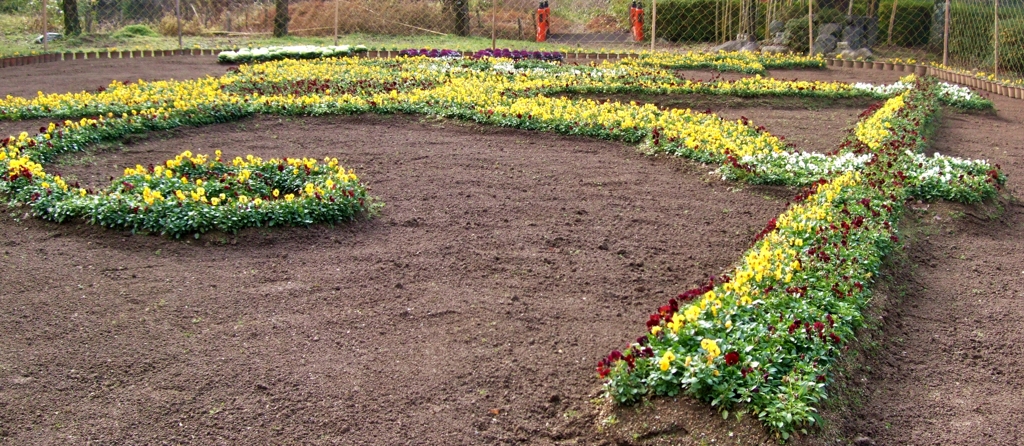 パンジーの花園