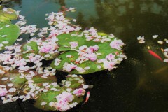 鯉