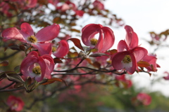 花水木１