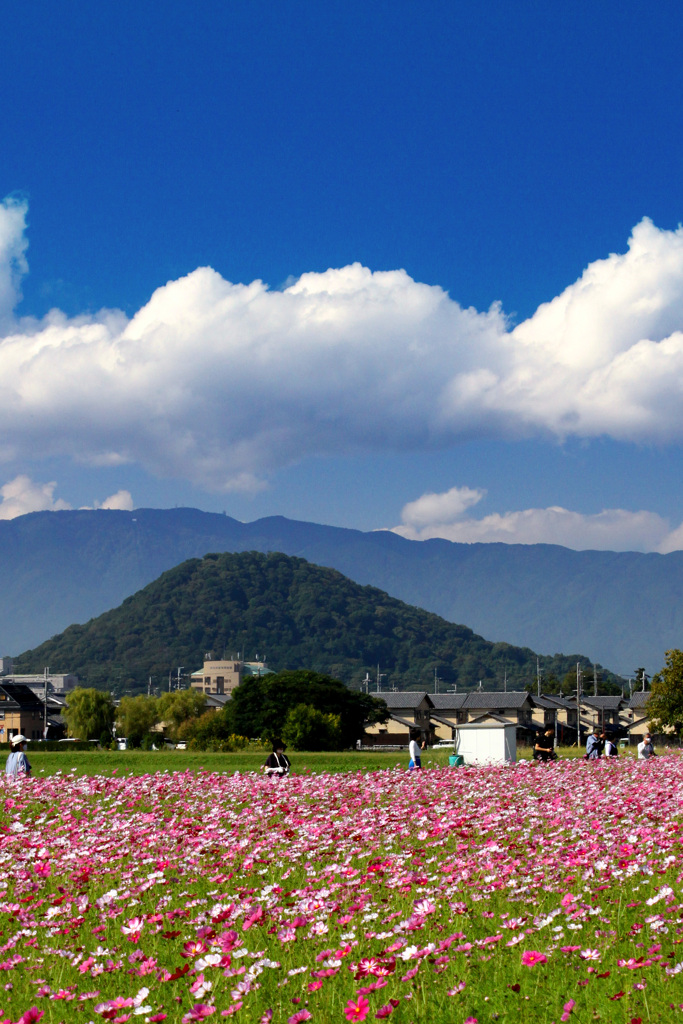 青空とコスモス