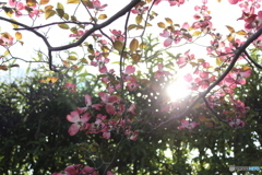 花水木1