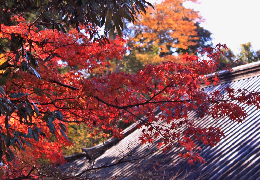 奈良公園紅葉