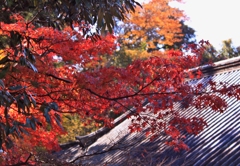 奈良公園紅葉