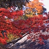 奈良公園紅葉