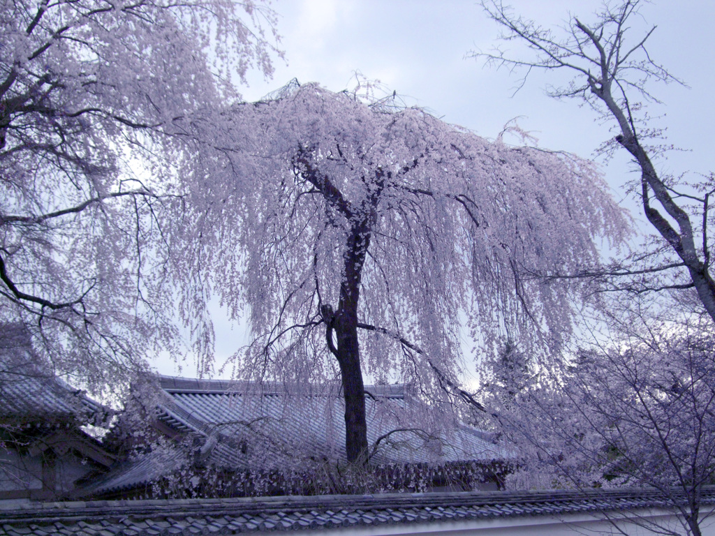 京都醍醐寺の桜　1