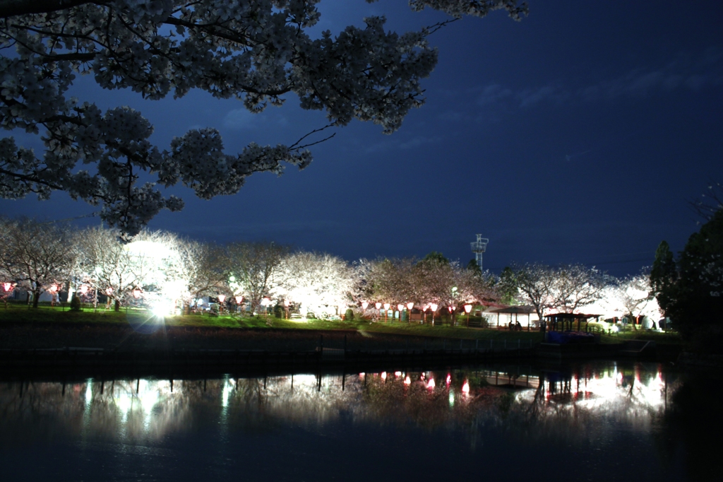 夜桜　3