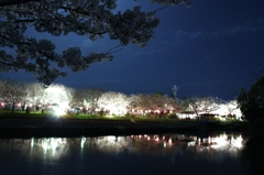 夜桜　3