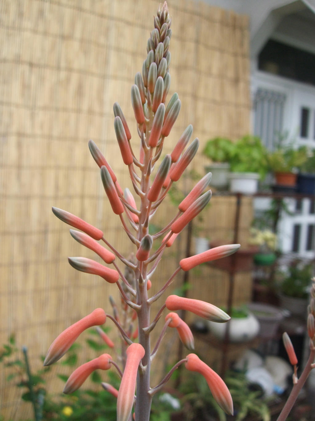 サボテンの花１