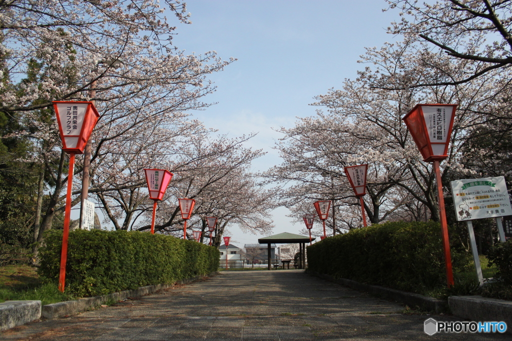 お花見
