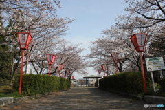 お花見