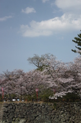 桜　5