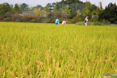 黄金色に輝く