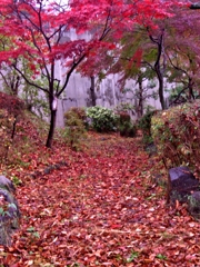 紅葉　4