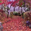 紅葉　4