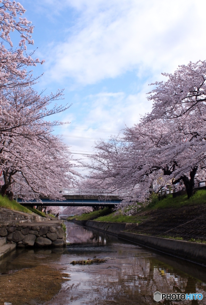 桜が満開なりました