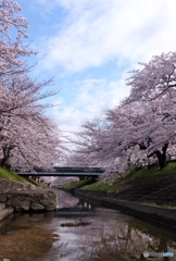 桜が満開なりました