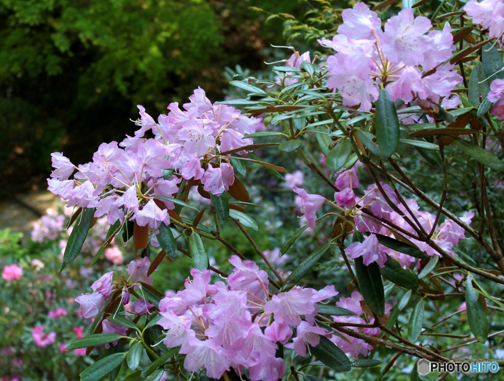 しゃくなげの花
