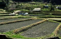 田植えの準備