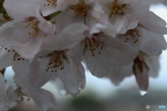 光る雨粒