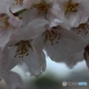 光る雨粒
