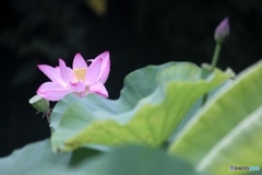 ハスの花3