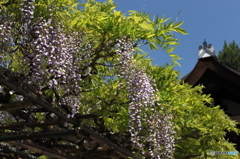 藤の花