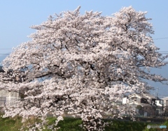 満開です3