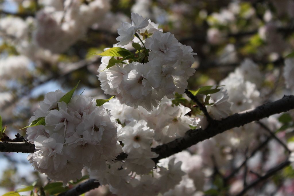造幣局の桜