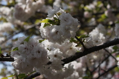 造幣局の桜