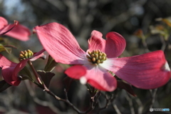花水木3