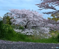 まんかい