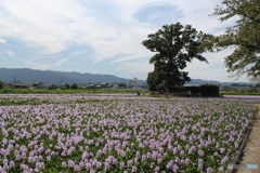 ほていあおい