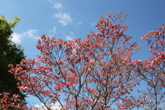 花水木も咲き1