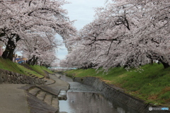 桜並木