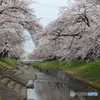 桜並木