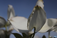 花水木5
